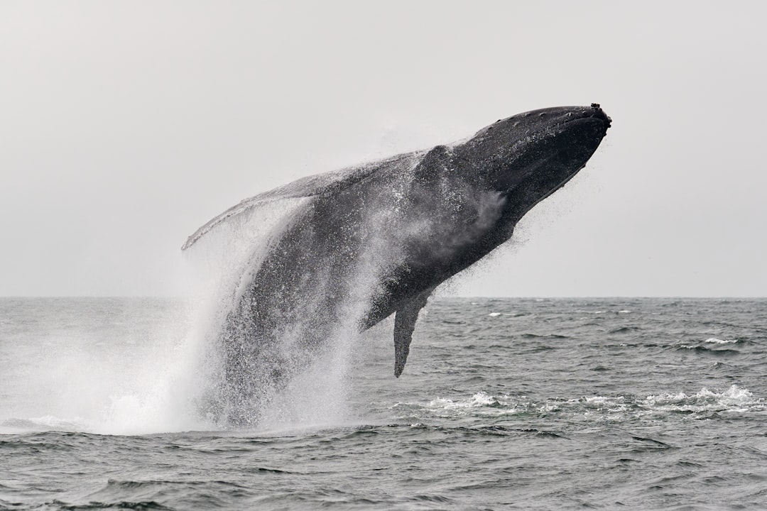 A Humpback whale leaps out of the water by nearly a full body length, before crashing back down. This aerial manoeuvre is known as a breach, and is fairly common with Humpbacks. September 19, 2020, Monterey Bay.